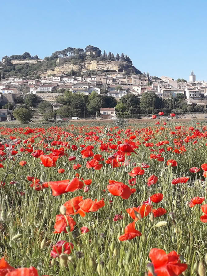 Champs de coquelicots au pied de Cadenet, vacances à proximité du gîte provençal l'Amanderaie, près de Lourmarin
